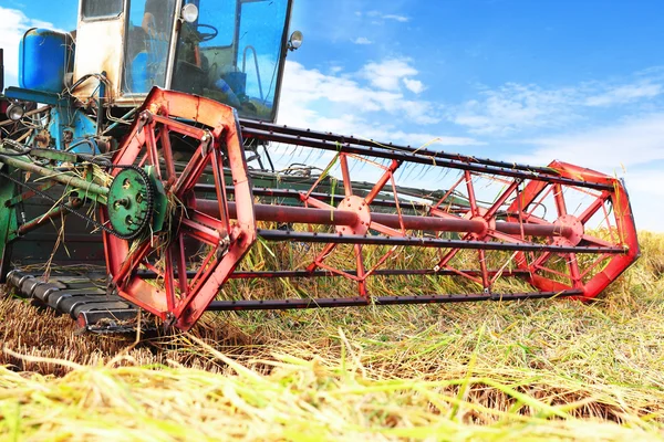 Ripe rice harvesting — Stock Photo, Image