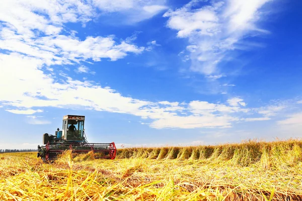 Ripe rice harvesting Stock Photo