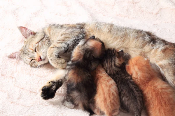 Cat nursing her kittens — Stock Photo, Image