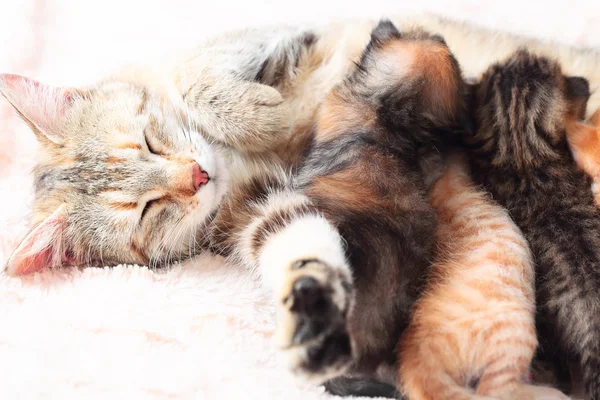 Onu yavru kedi Hemşirelik kedi — Stok fotoğraf