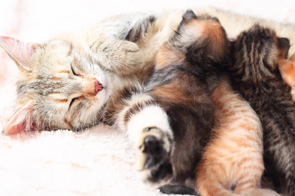 Onu yavru kedi Hemşirelik kedi