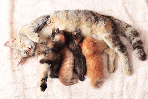 Cat nursing her kittens — Stock Photo, Image