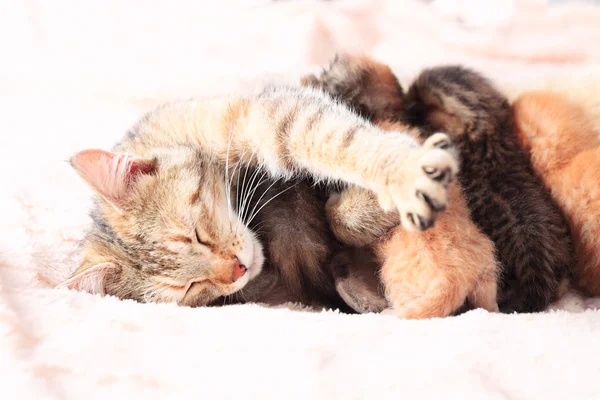 Kat haar kittens verpleegkunde — Stockfoto