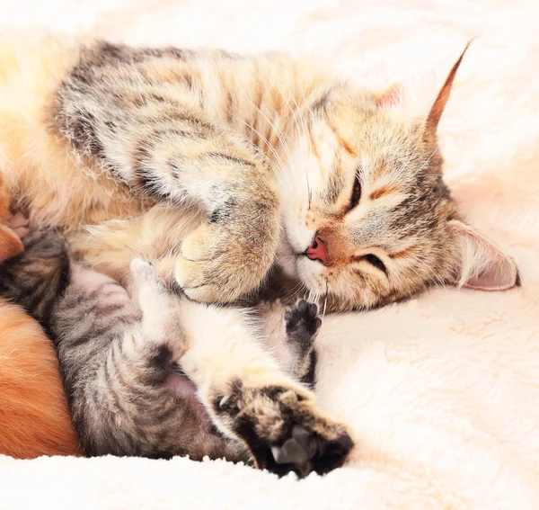 Cat nursing her kittens — Stock Photo, Image