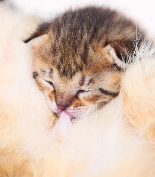 Little cute kitten suck the milk — 图库照片