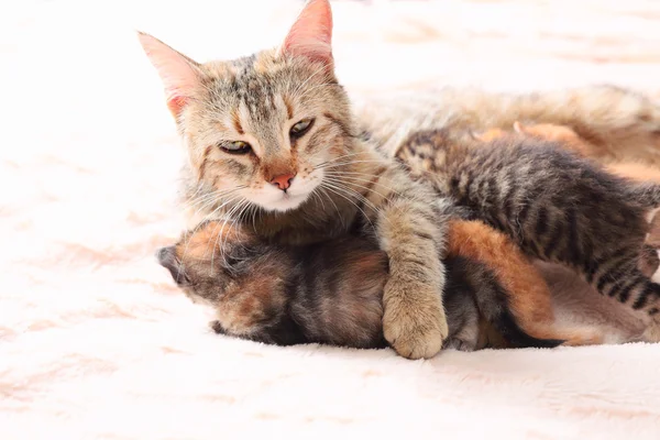 Onu yavru kedi Hemşirelik kedi