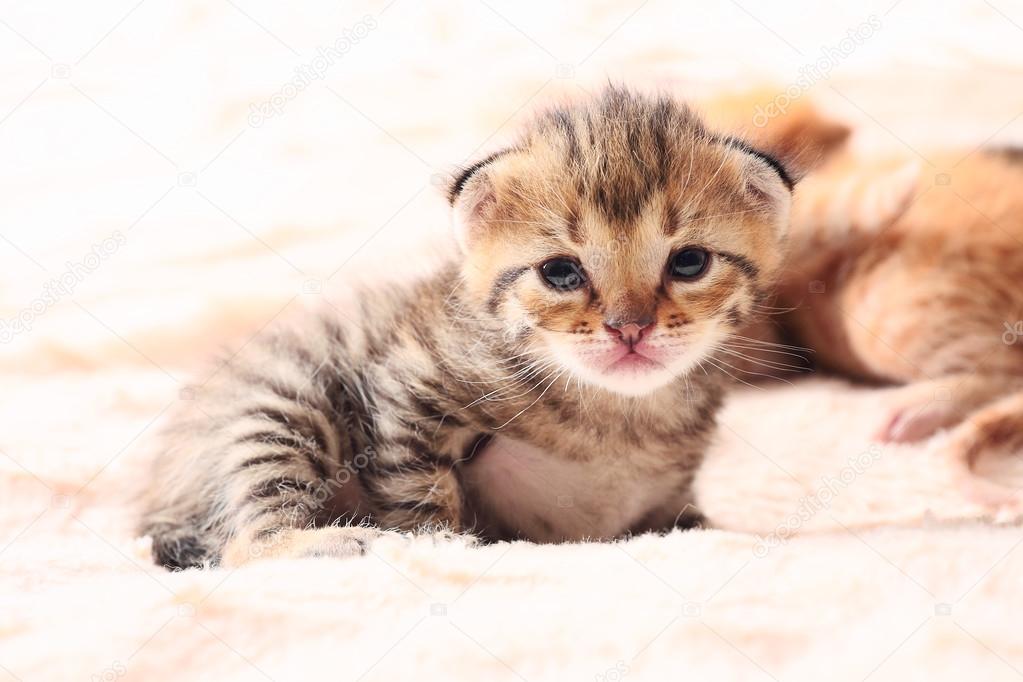 little cute kitten