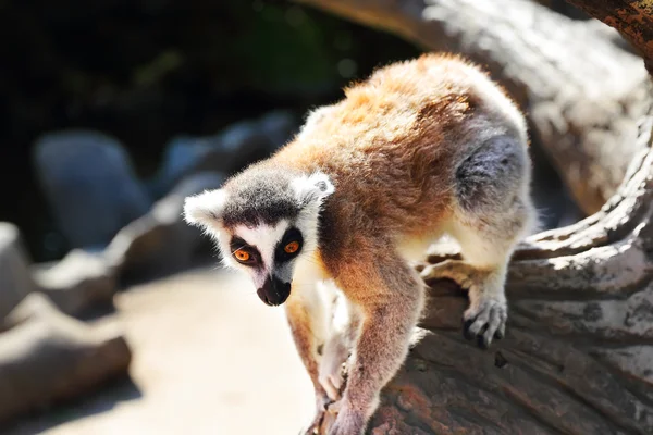 Lemur catta — Stockfoto