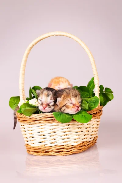 Kleine kitten in mand — Stockfoto