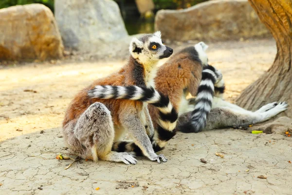 Lemur catter — Stockfoto