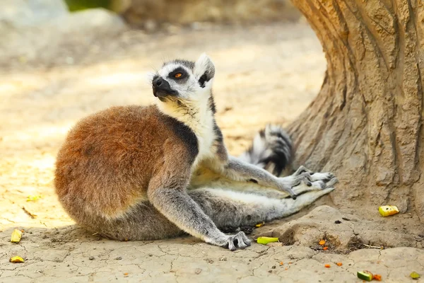 Lemur catter — Stockfoto