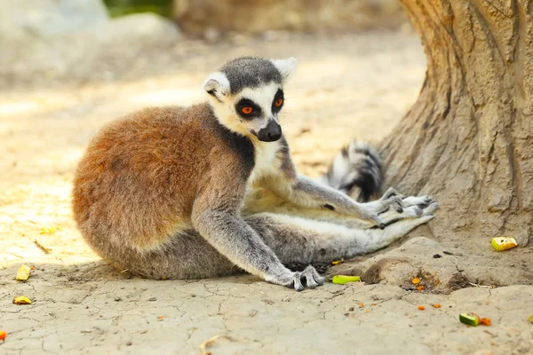 Lemur catter — Stockfoto