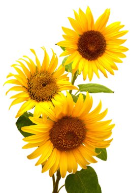 Ayçiçeği çiçeklenme tomurcukları