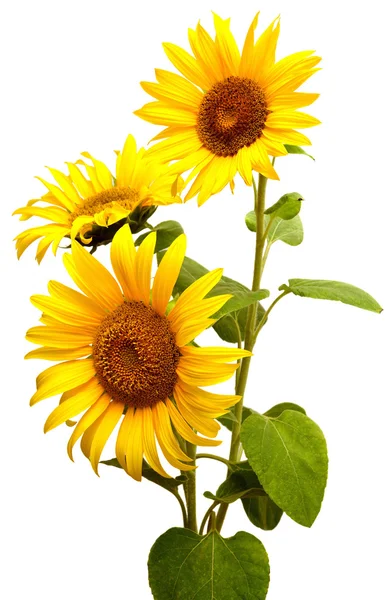 Ayçiçeği çiçeklenme tomurcukları