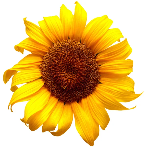 Sunflower isolated on white — Stock Photo, Image