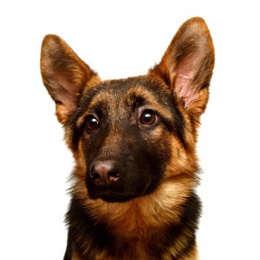 Güzel Alman çoban köpeği.