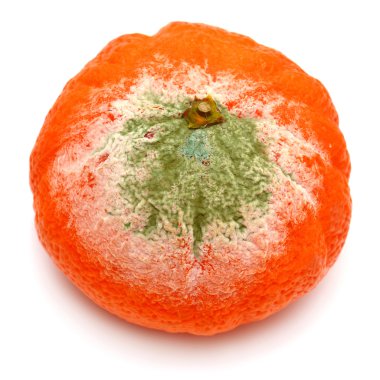 Beyaz üstüne küflü mandalina