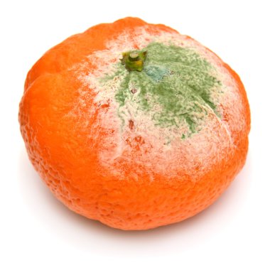 Beyaz üstüne küflü mandalina