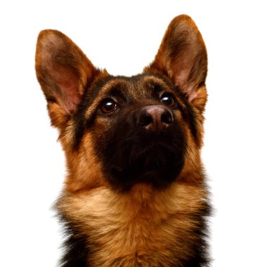 Güzel Alman çoban köpeği.