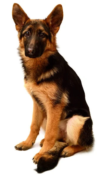 Deutscher Schäferhund sitzt — Stockfoto