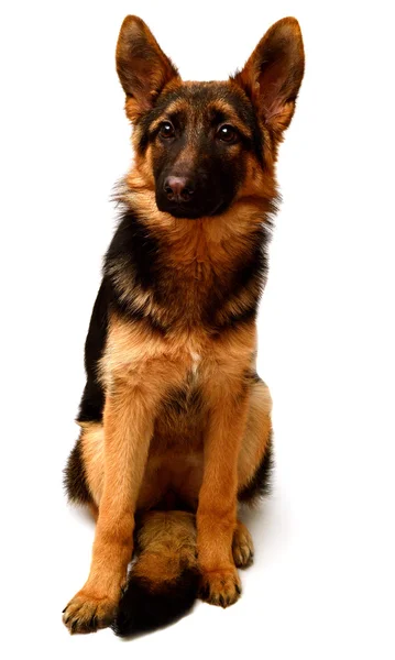 Deutscher Schäferhund sitzt — Stockfoto