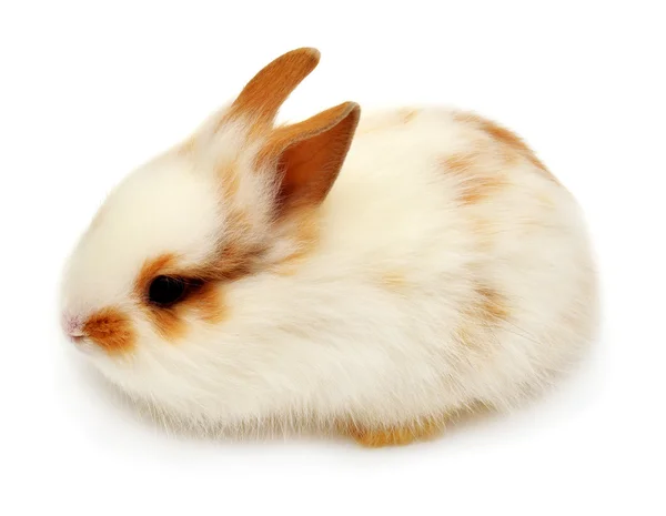 Biały królik zwierząt — Zdjęcie stockowe
