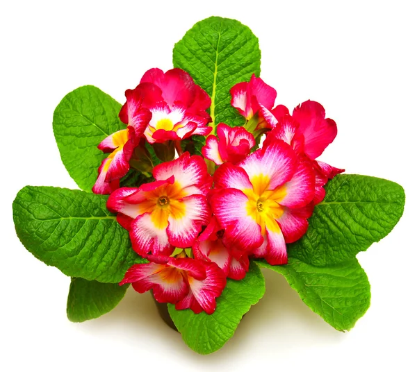 Pink primrose plant — Stock Photo, Image