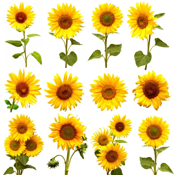 Blooming Sunflowers set — Stock Photo, Image