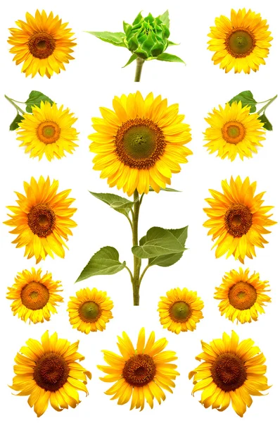 Kwitnących słoneczników zestaw — Zdjęcie stockowe
