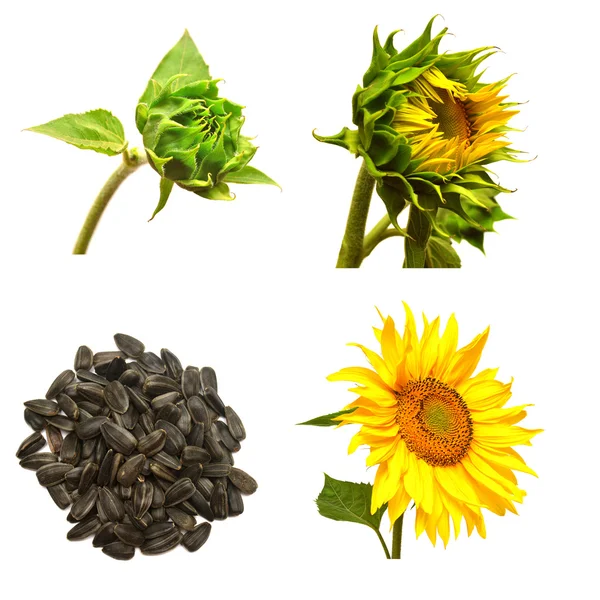 çiçek açan ayçiçeği ayarla 