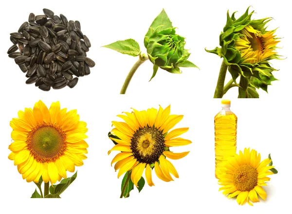 Blooming Sunflowers set — Stock Photo, Image