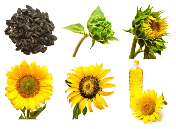 Set girasoli fioritura — Foto Stock