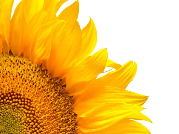 Blommande solrosor bud — Stockfoto