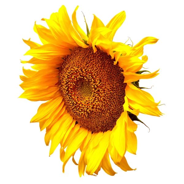 Квітучі соняшникова буд — стокове фото