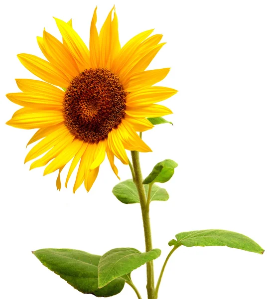 Blooming Sunflower bud — Stock Photo, Image