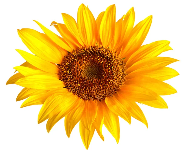 Blooming Sunflower bud — Stock Photo, Image