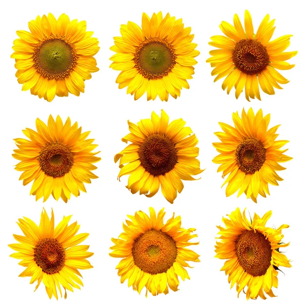 Blooming Sunflowers set — Stock Photo, Image