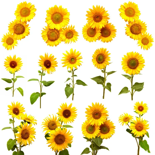 Set girasoli fioritura — Foto Stock