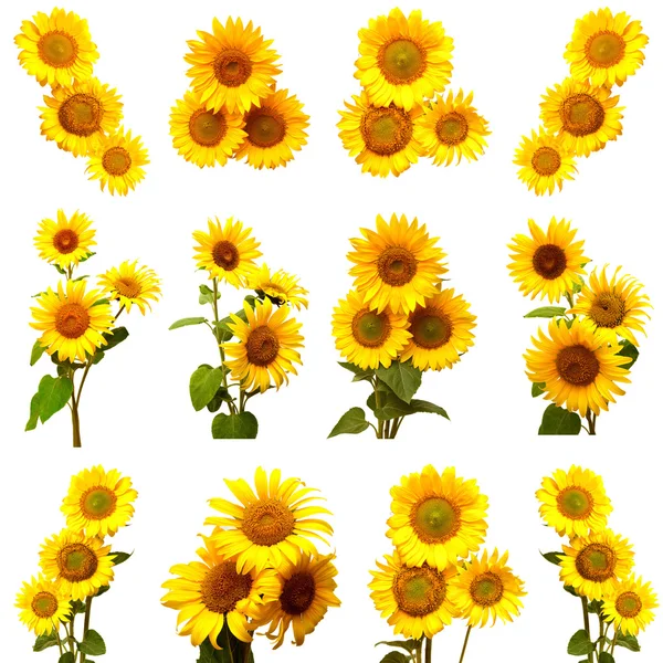 Conjunto de girasoles florecientes — Foto de Stock