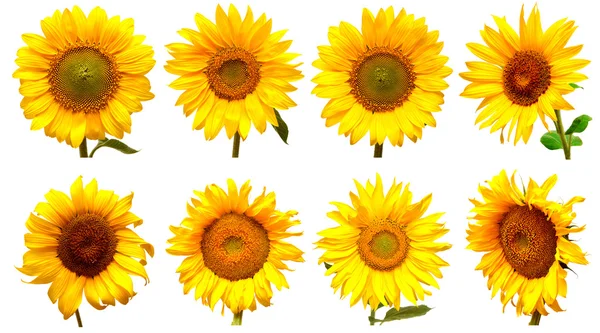 Kwitnących słoneczników zestaw — Zdjęcie stockowe