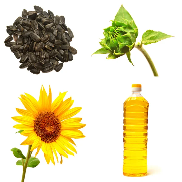 Sunflower, seeds and oil — Stock Photo, Image