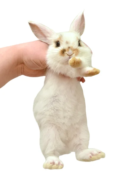 Ein niedliches Schlappohr-Kaninchen, das in seiner Hand ein niedliches Kaninchen hält — Stockfoto