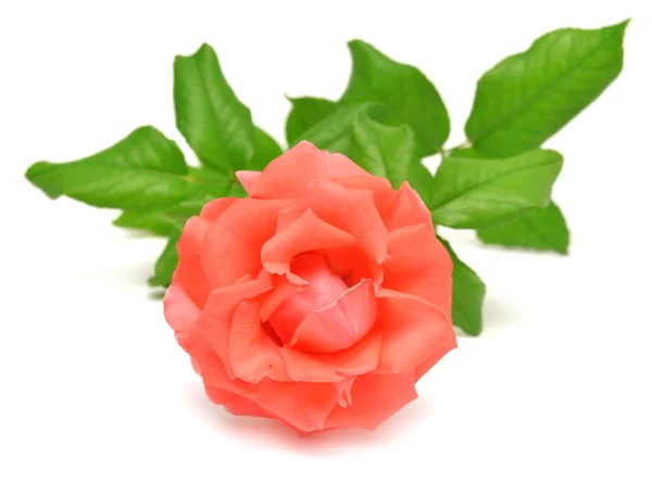 Hermosa rosa — Foto de Stock