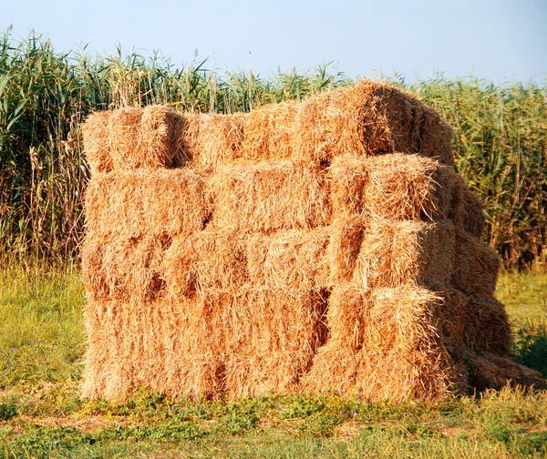 Straw — Stock Photo, Image