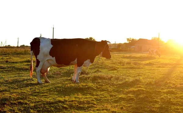 Mucca in un campo al tramonto — Foto Stock