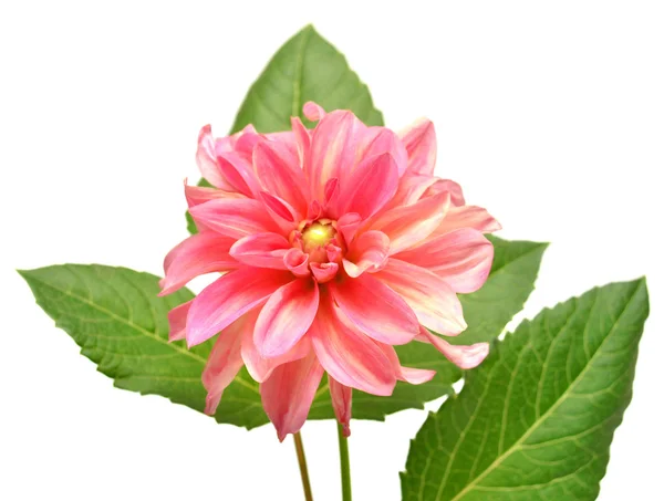 Rosa dahlia — Stockfoto