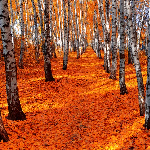 Sonbahar huş — Stok fotoğraf