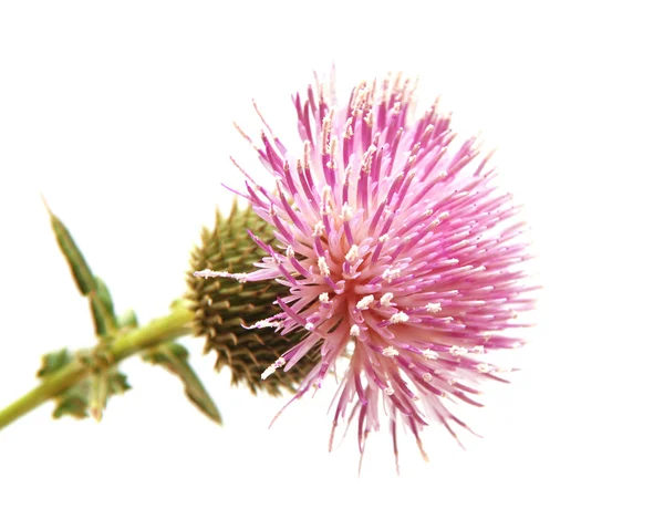 En blommande tistel — Stockfoto