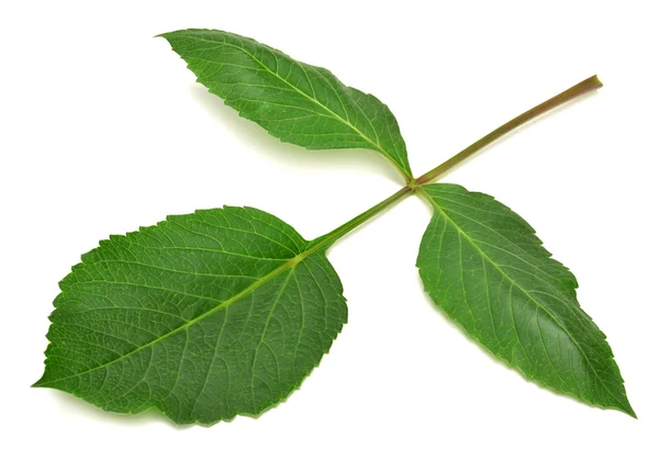 Branch with leaves dahlia — Stock Photo, Image