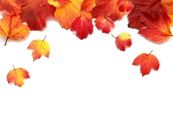 Tarjeta de otoño — Foto de Stock